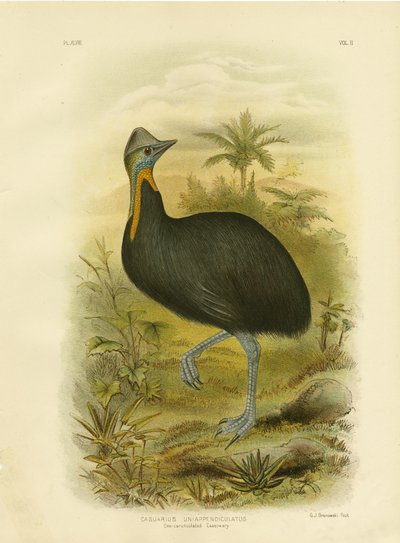 One-Wattled Cassowary, 1891 by Gracius Broinowski